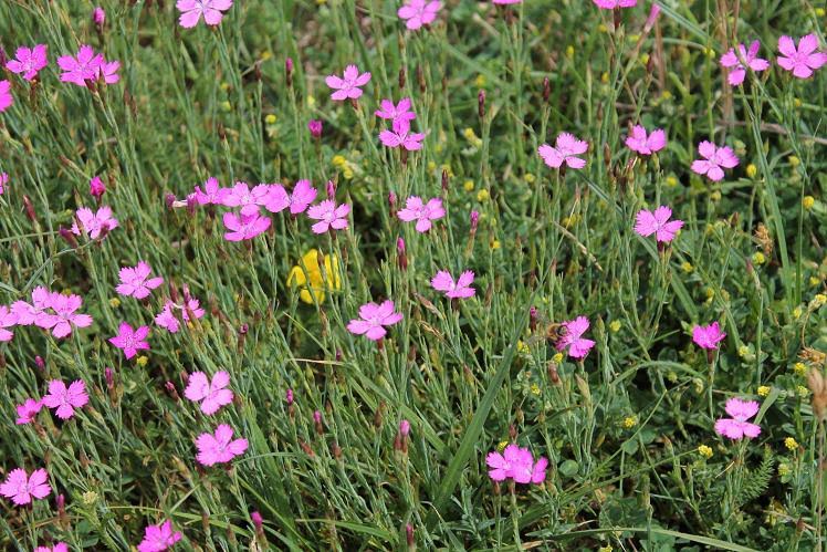 EU zakáže pesticidy nebezpečné pro včely. Česko nesouhlasí, obává se z