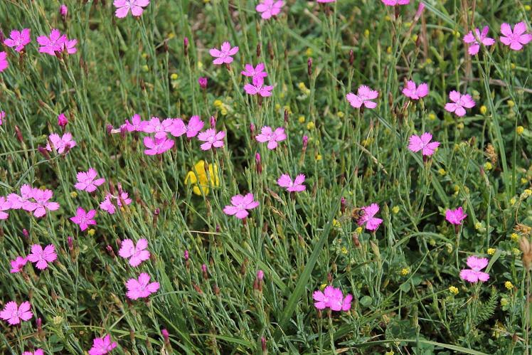 Moje loučka - Hvozdík kropenatý (Dianthus deltoides L.)