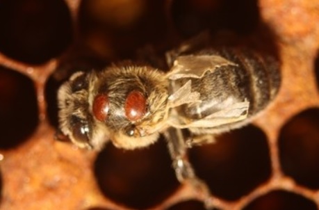 Plošné kolapsy včelstev 